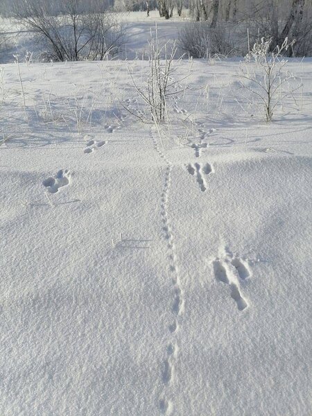 Stopy zajíce