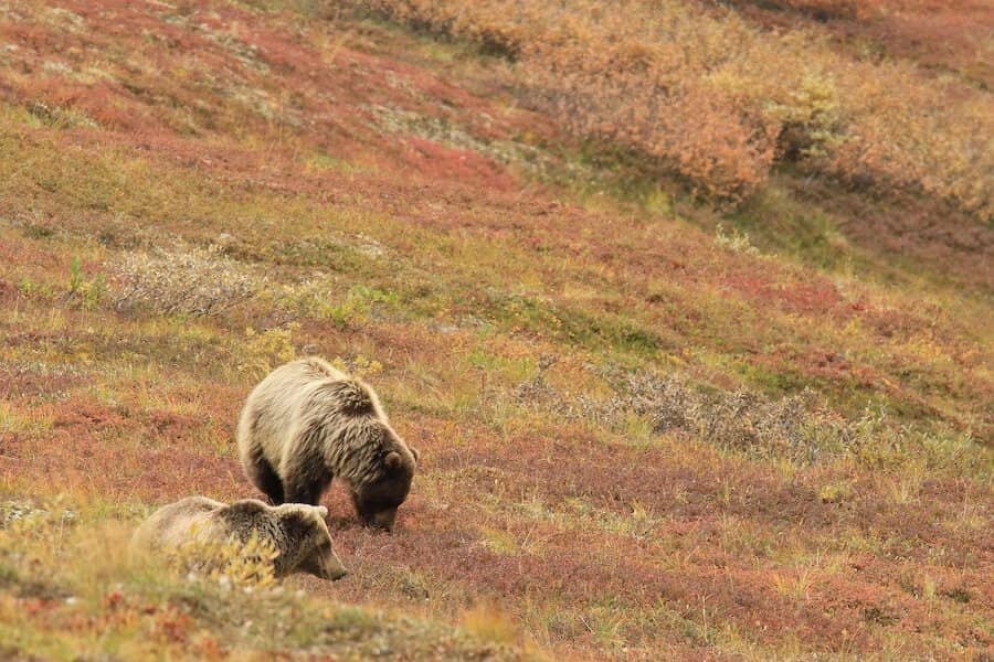 Dva medvědi v přírodě