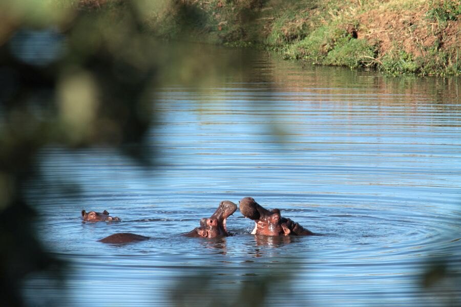 Fotka hrochů ve svém přirozeném prostředí
